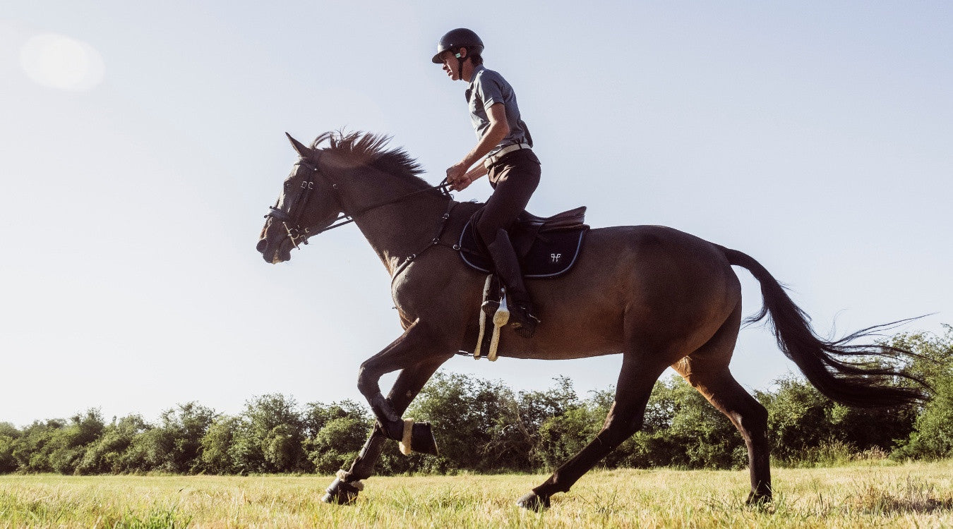 Les principes de base de l'entrainement du cheval
