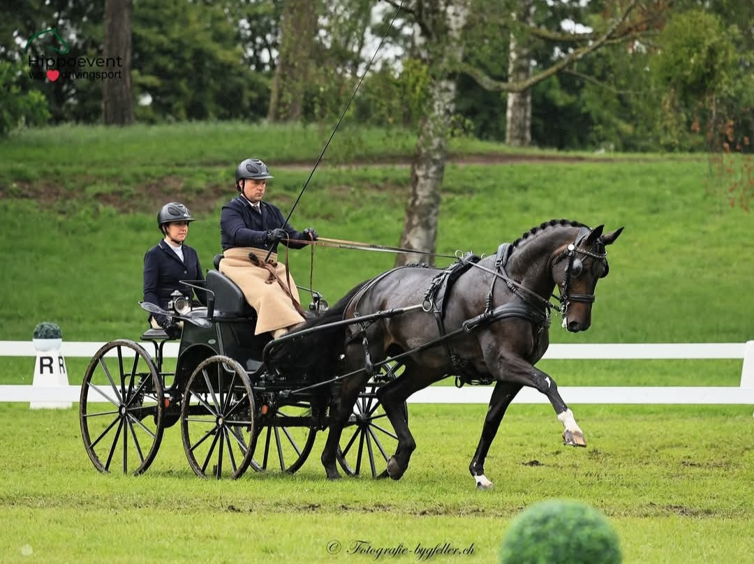 Plessé. L'attelage, le cheval à portée de tous Plessé. L'attelage, le cheval à portée de tous