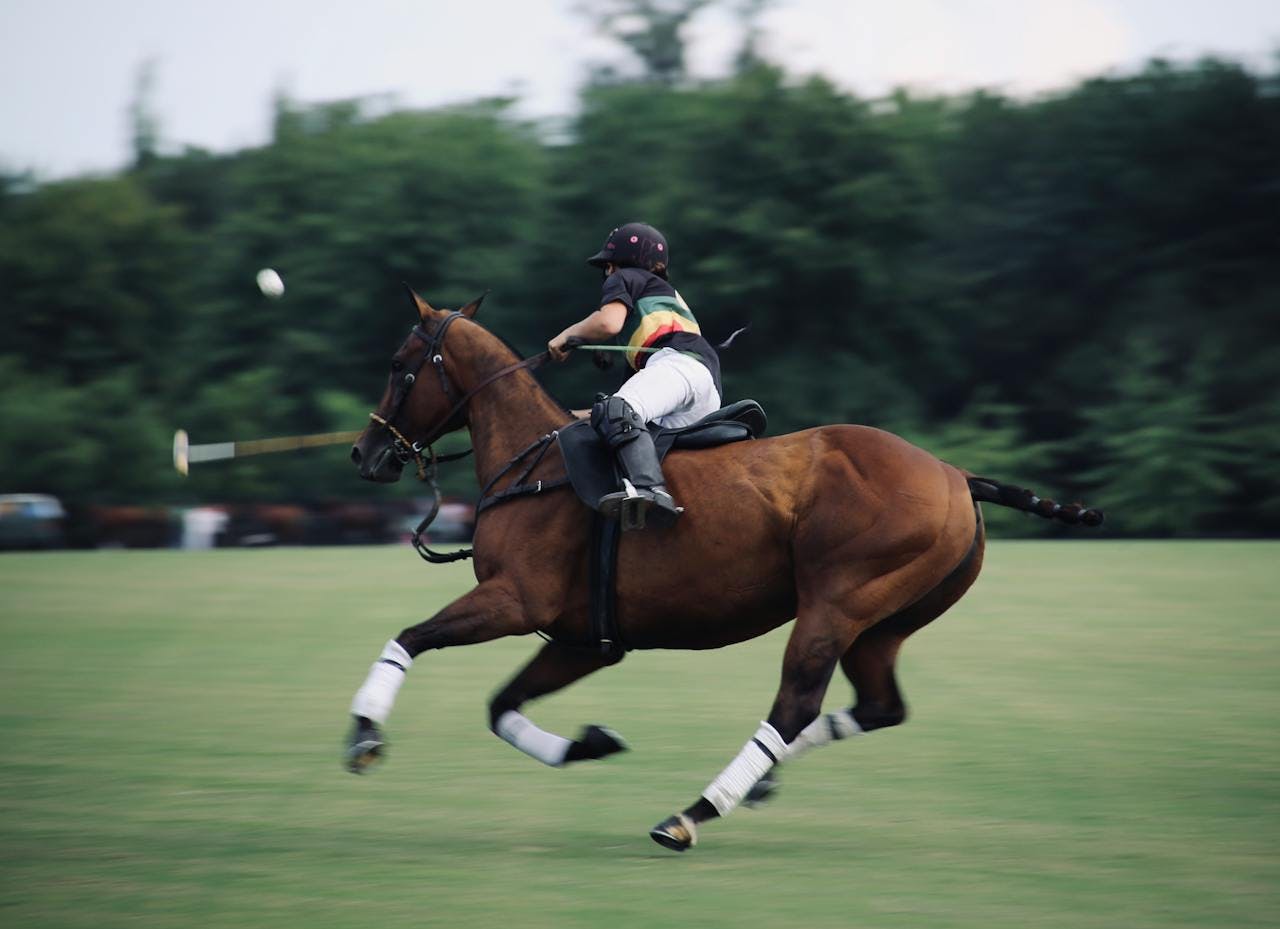 polo: a team equestrian sport