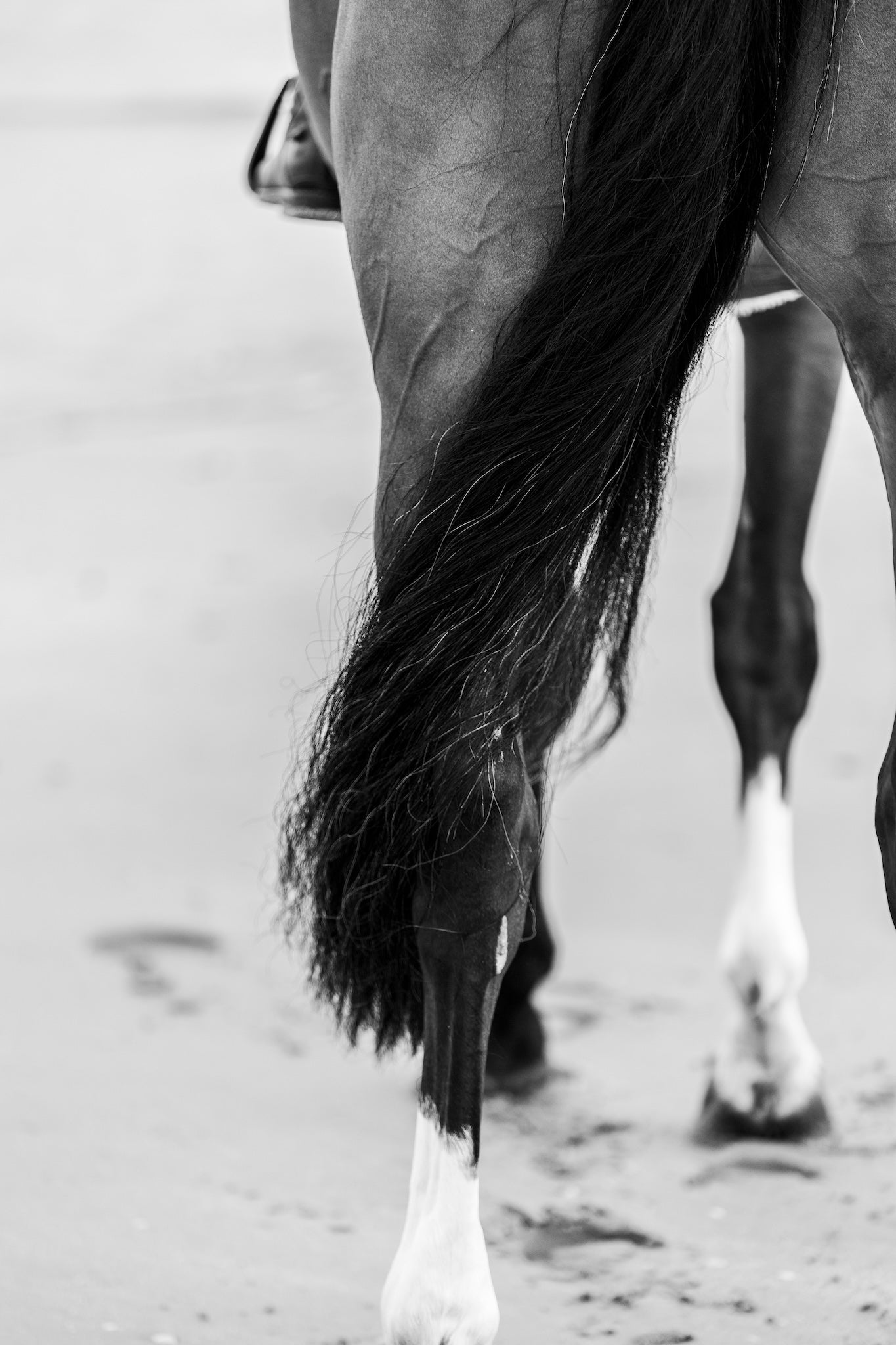 Horse Pilot rejoint le groupe EKKIA Sport