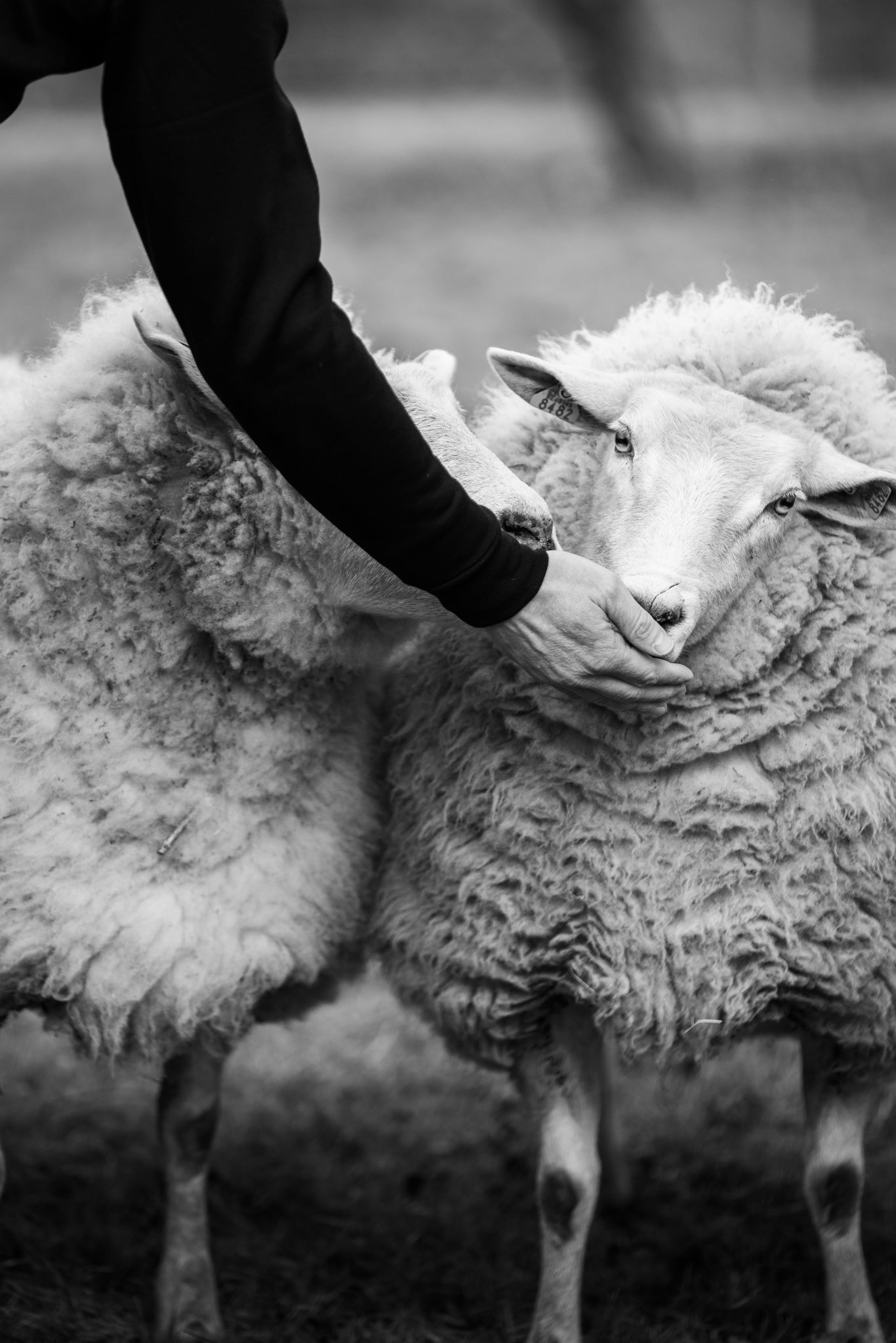 La laine de Mérinos en équitation