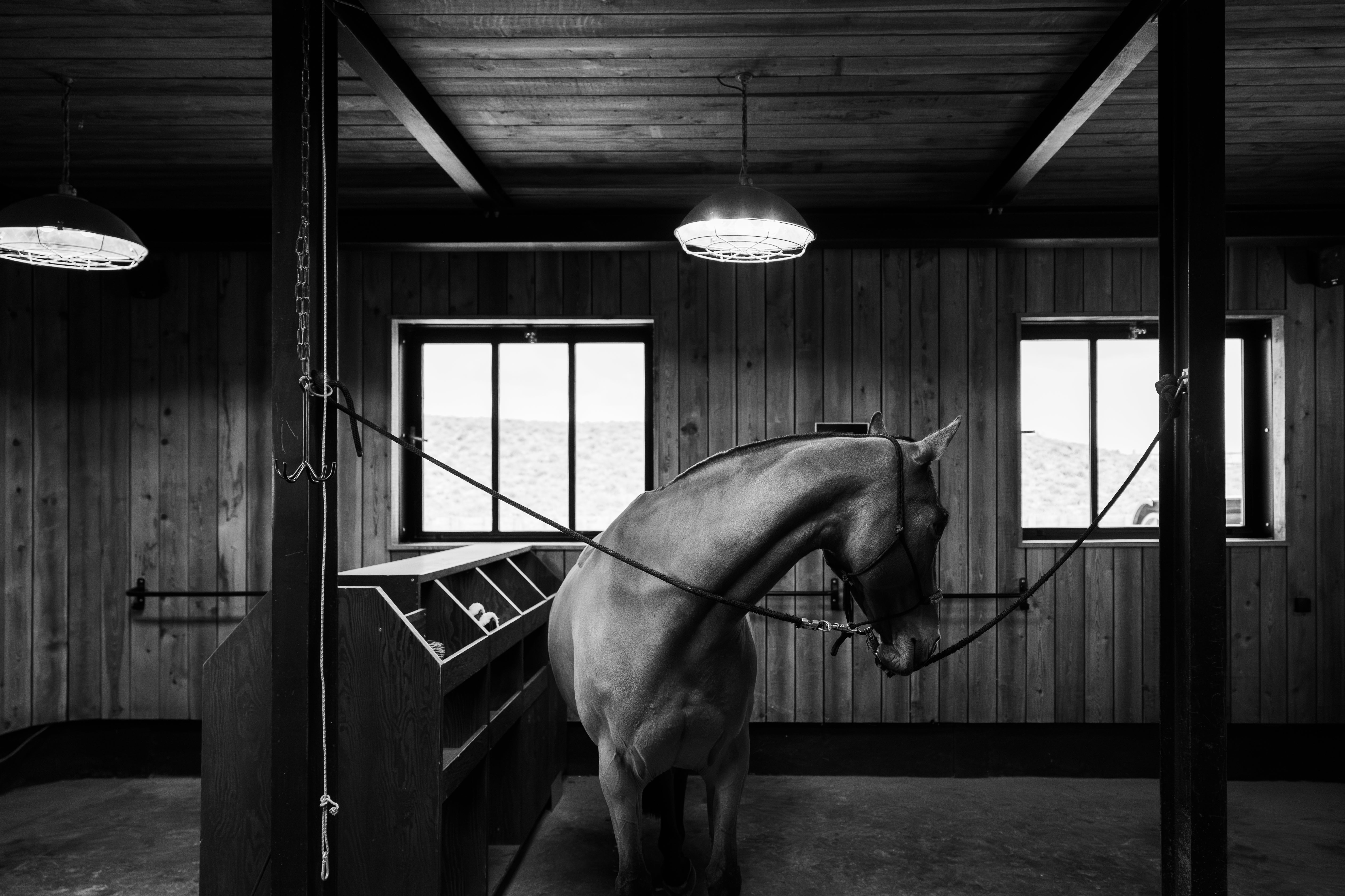 La canicule: comment bien rafraichir son cheval ?