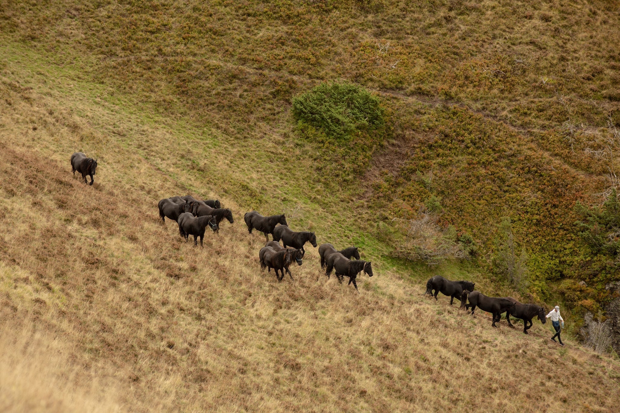 Film transhumance | cavaliers internationaux | Produits Horse Pilot