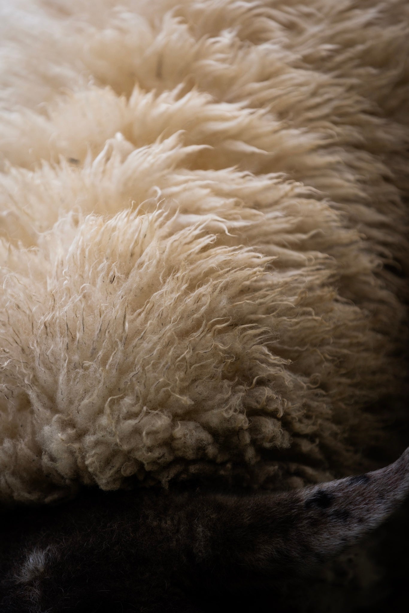 MOUTON | MERINOS | LAINE | HORSE PILOT