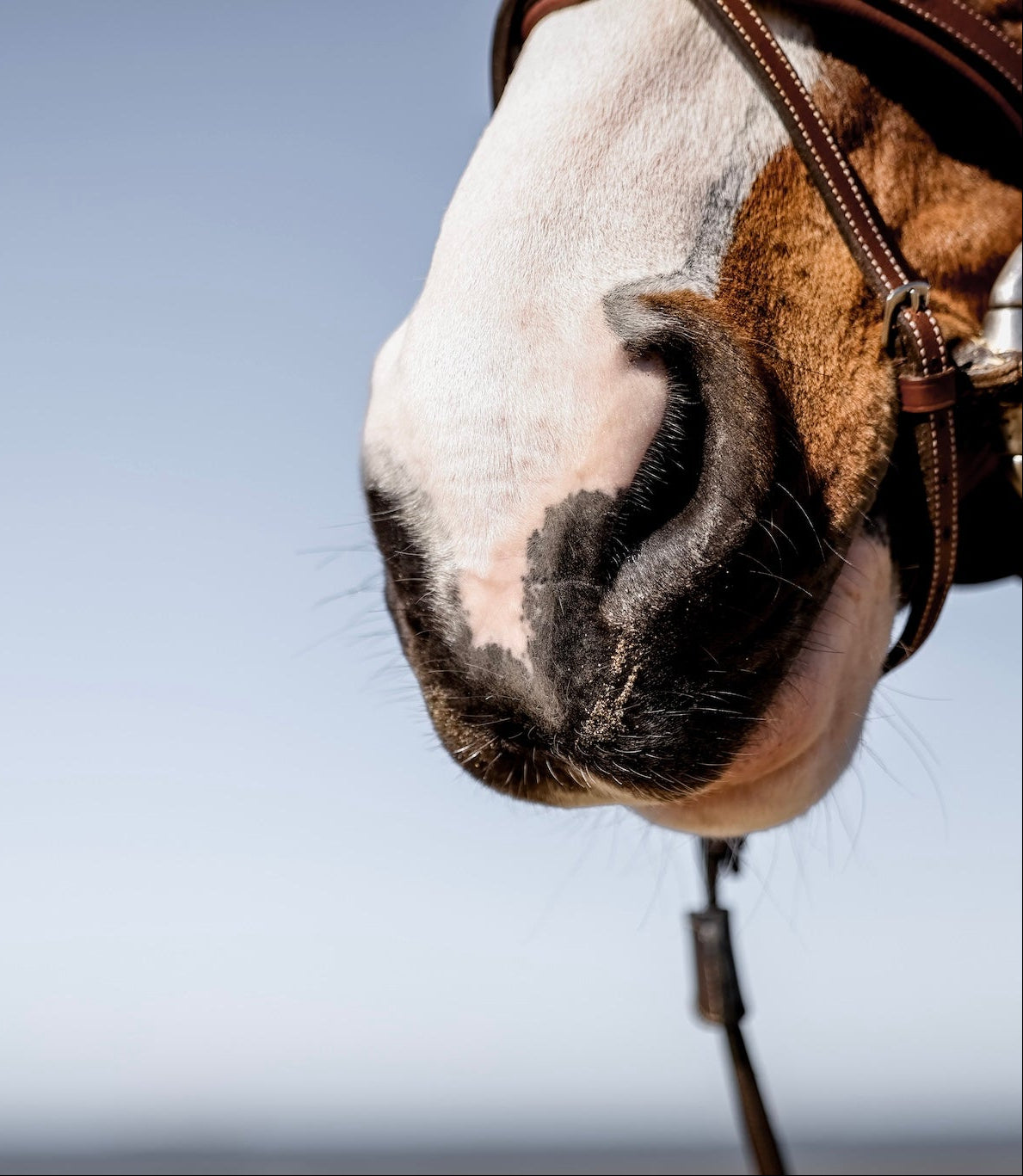 MORS|BRIDON|HORSEPILOT