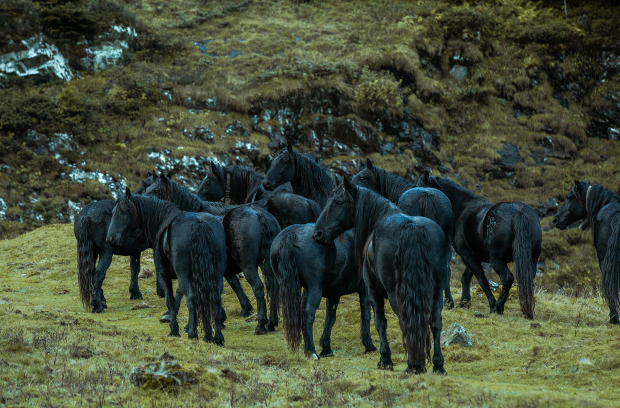 transhumance|chevaux|merens|ariege|horse pilot